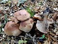 Clitopilus geminus-amf1615